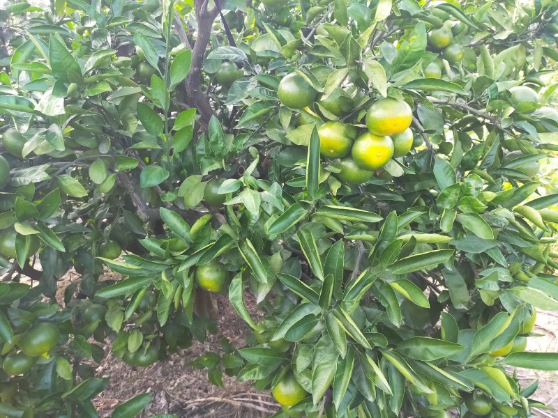 宫川早熟少量上市，需要的老板联系我