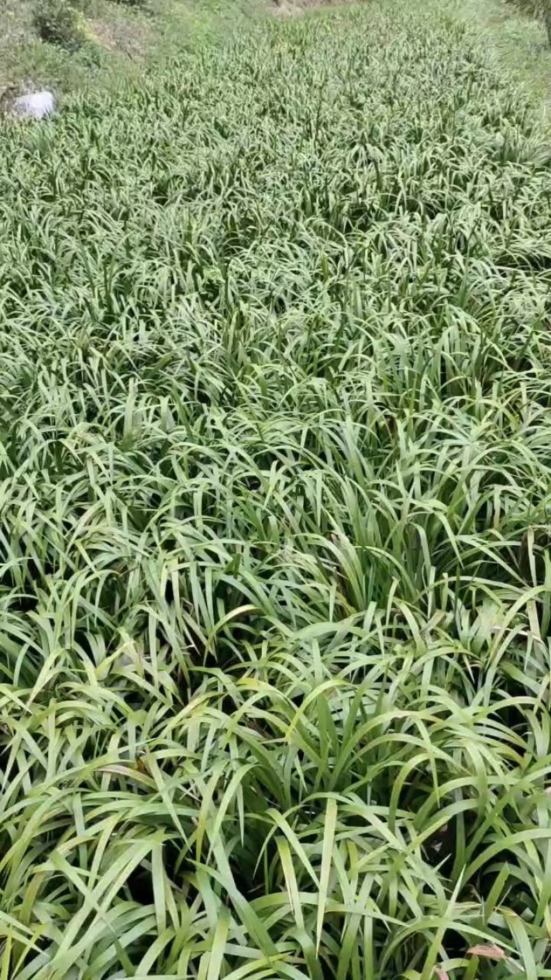 精选高产正品石菖蒲、基地直供量大从优、长势快、根粗