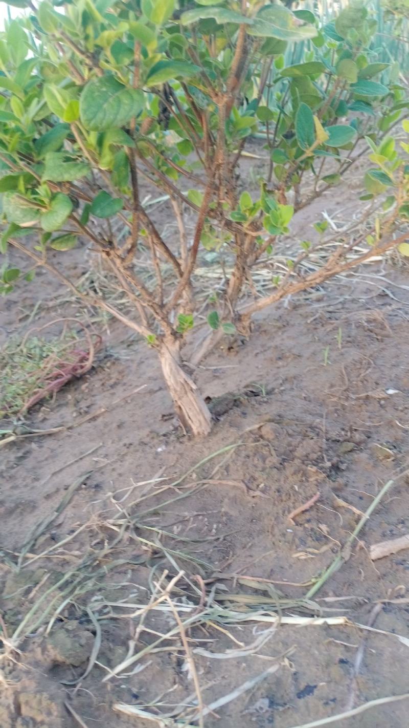 金银花老桩盆栽地栽绿化工程，大面积栽种金银花苗