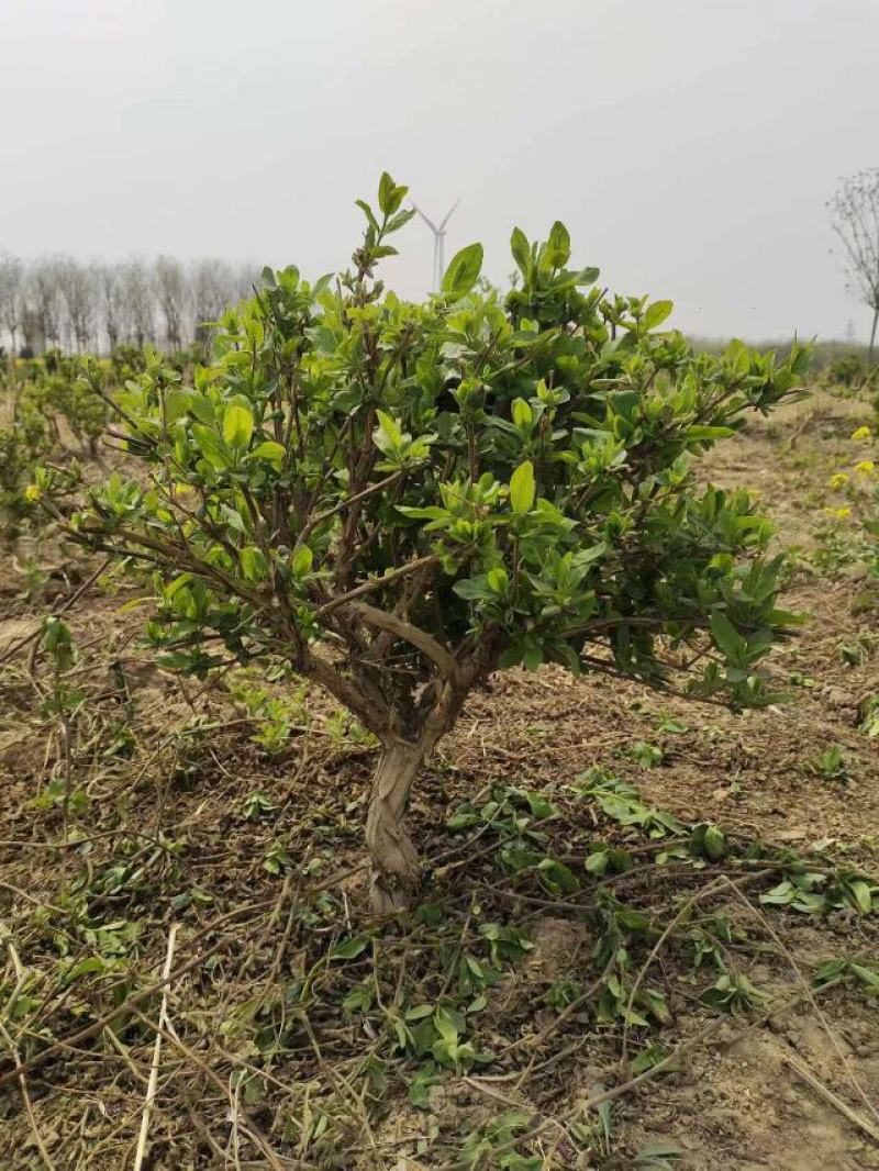 金银花老桩盆栽地栽绿化工程，大面积栽种金银花苗