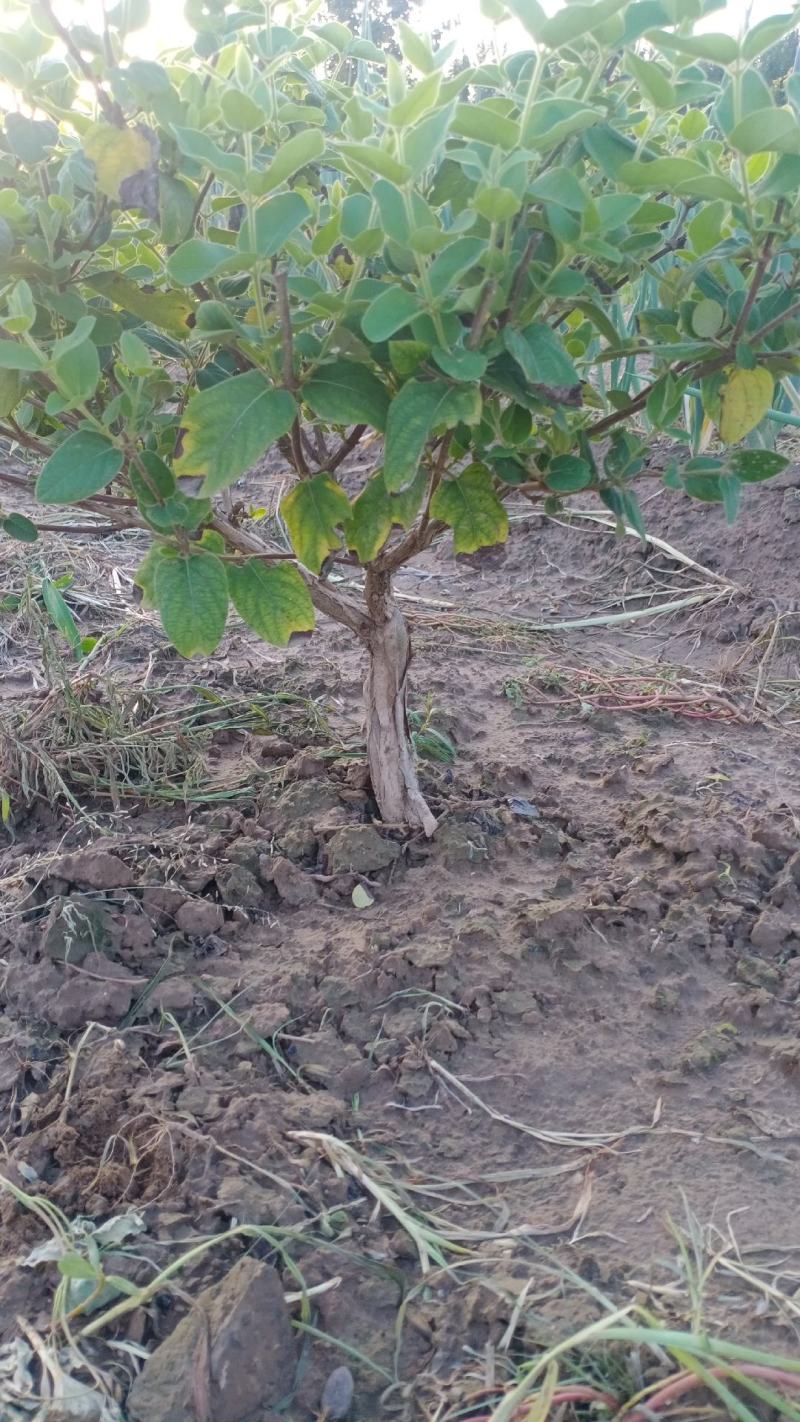 金银花老桩盆栽地栽绿化工程，大面积栽种金银花苗