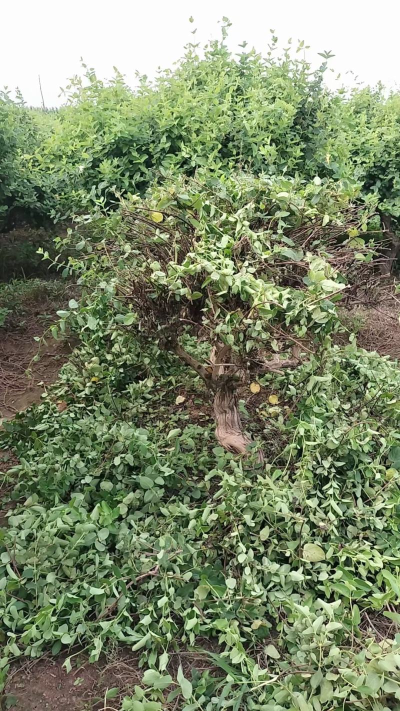 金银花老桩盆栽地栽绿化工程，大面积栽种金银花苗