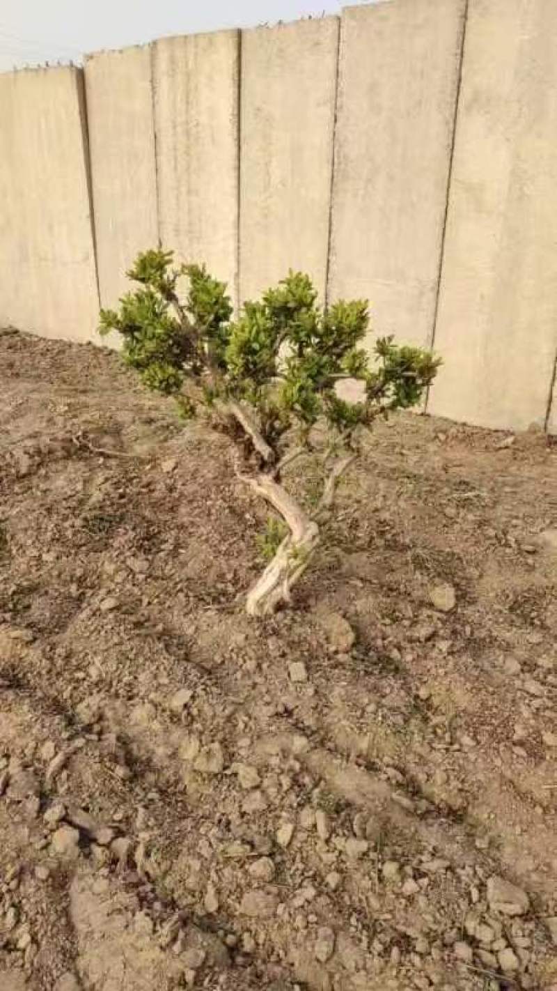 金银花老桩盆栽地栽绿化工程，大面积栽种金银花苗