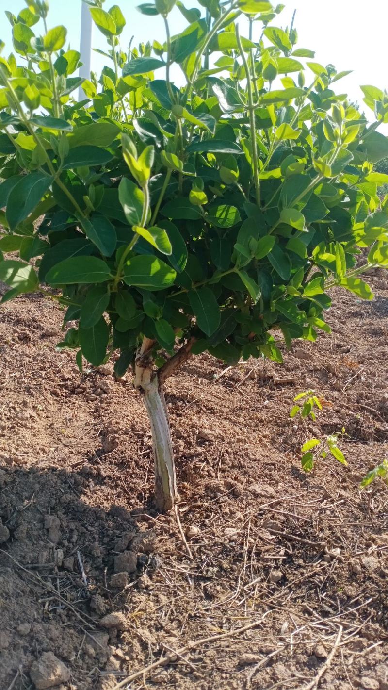 金银花老桩盆栽地栽绿化工程，大面积栽种金银花苗