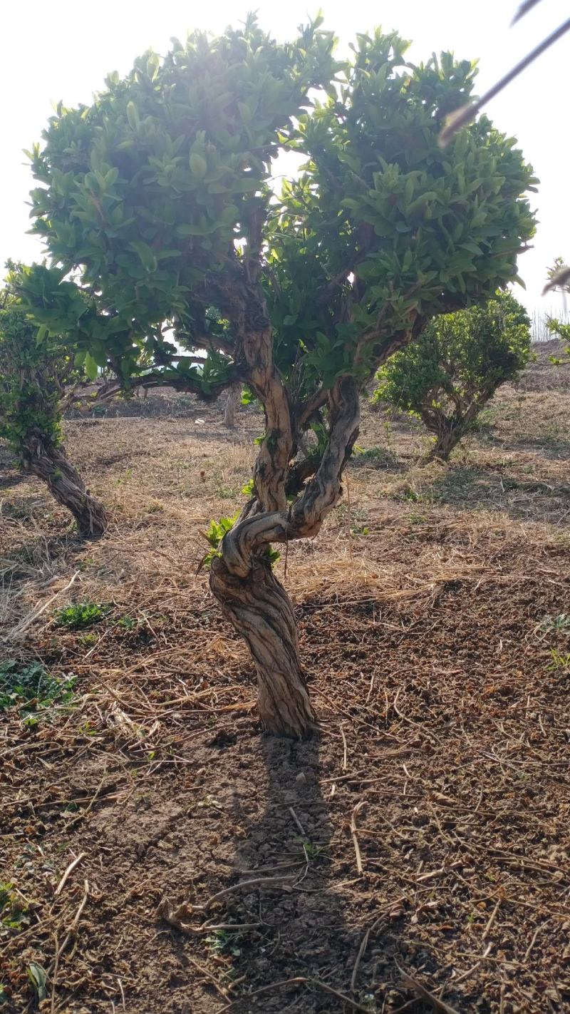 金银花老桩盆栽地栽绿化工程，大面积栽种金银花苗