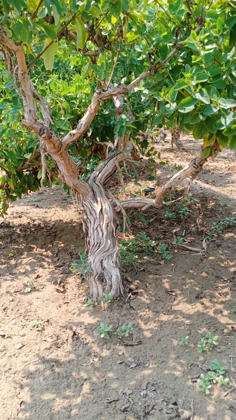 金银花老桩盆栽地栽绿化工程，大面积栽种金银花苗