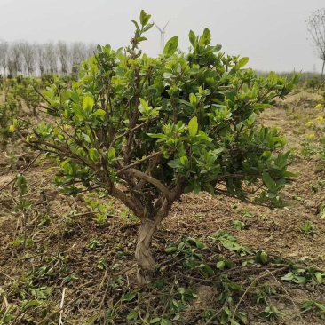 金银花老桩盆栽地栽绿化工程，大面积栽种金银花苗