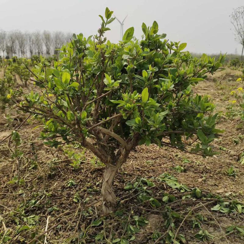 金银花老桩盆栽地栽绿化工程，大面积栽种金银花苗