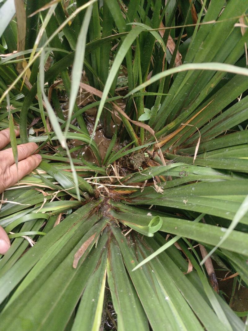 精选高产正品石菖蒲、基地直供量大从优、长势快、根粗