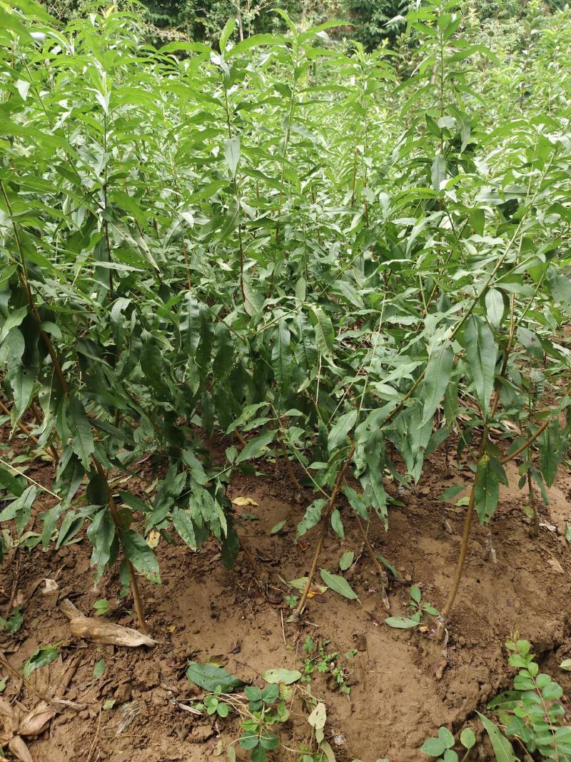 嫁接桃树苗精心培育，品种纯正，现挖现发鲜苗