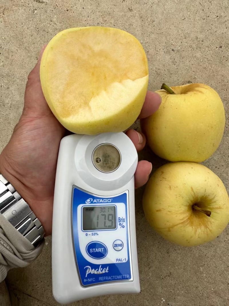 维纳斯黄金高次果