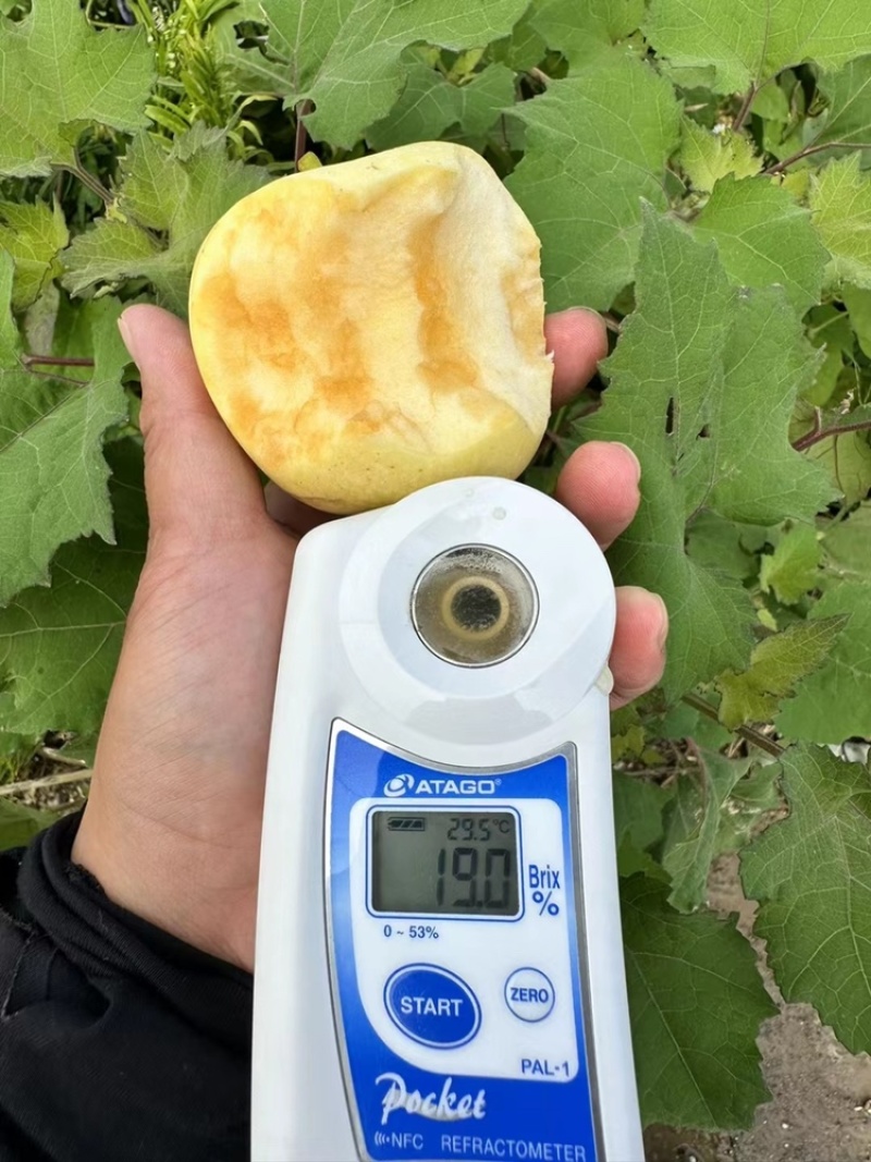 维纳斯黄金高次果