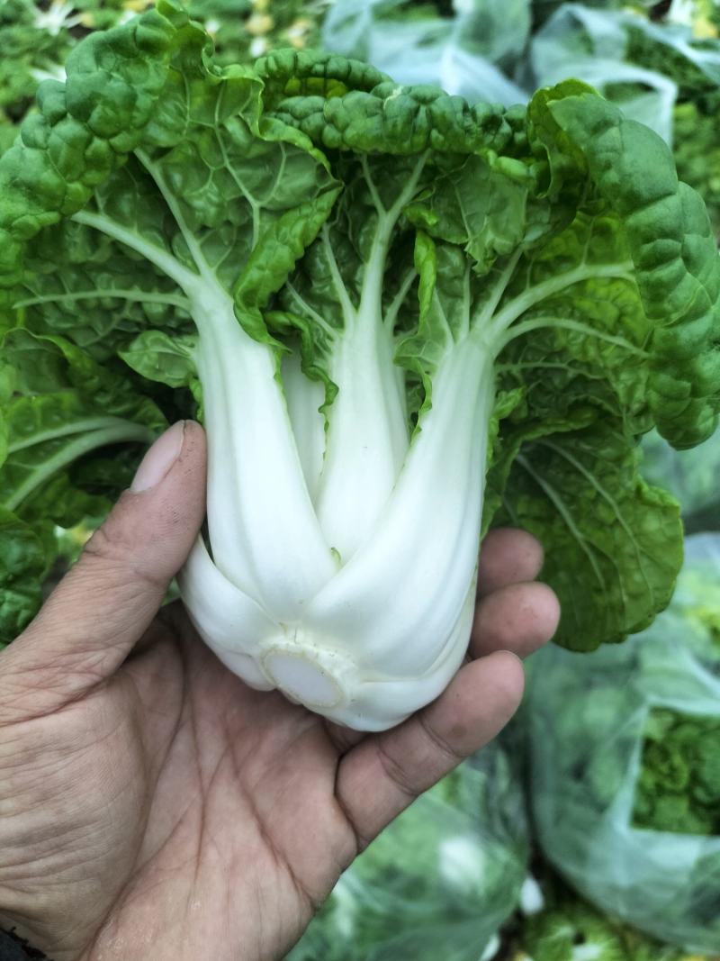 安徽怀远县乌塌菜！精品黄心菜大量上市！质量好！品质优！