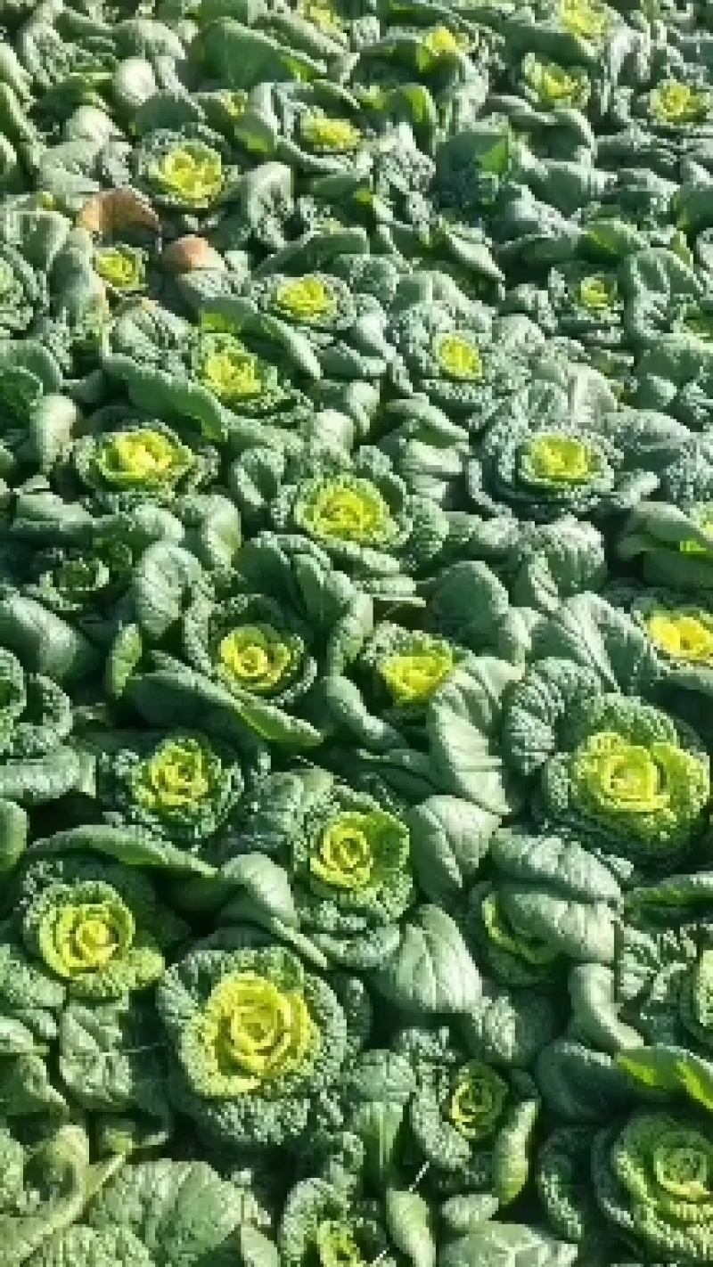 安徽怀远县乌塌菜！精品黄心菜大量上市！质量好！品质优！