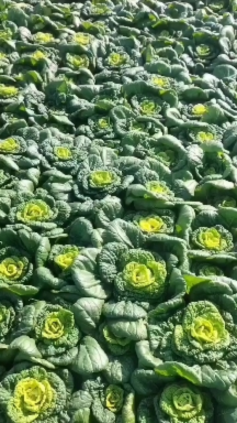 安徽怀远县乌塌菜！精品黄心菜大量上市！质量好！品质优！