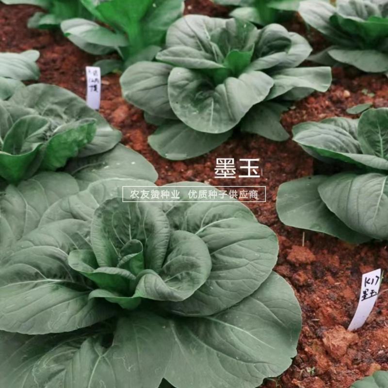 菜农专用苏州青种子晓富墨玉苏州青菜种子口感甜嫩叶色绿油亮