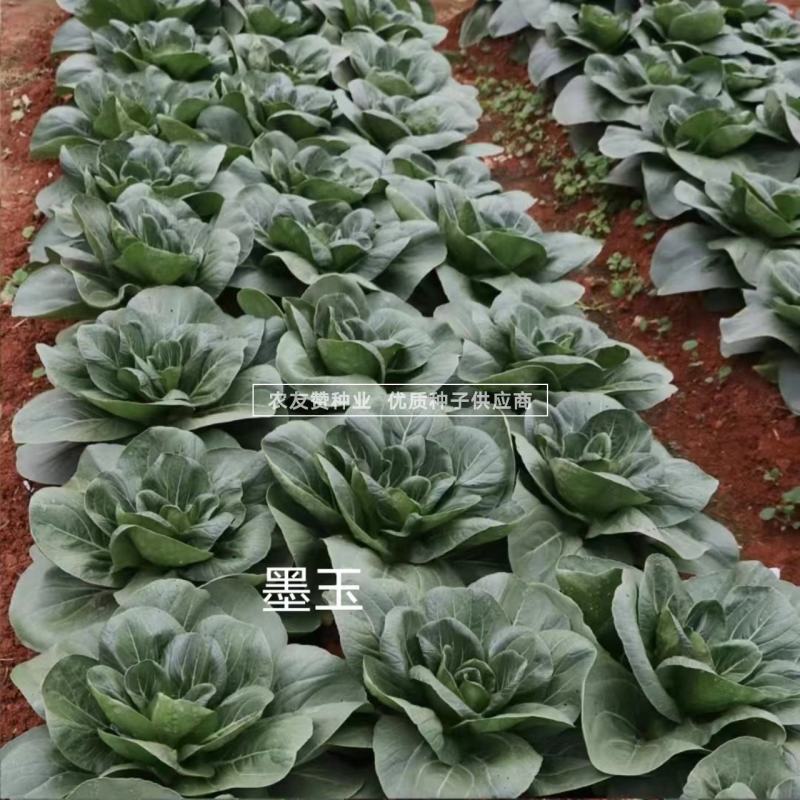 菜农专用苏州青种子晓富墨玉苏州青菜种子口感甜嫩叶色绿油亮