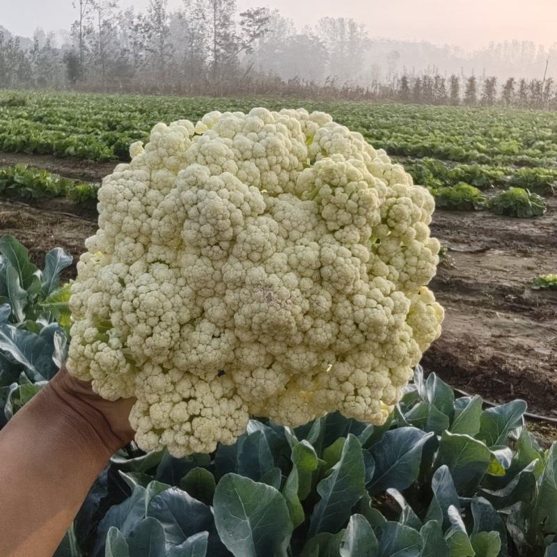 谯城一首货源产地直发露天有机花菜