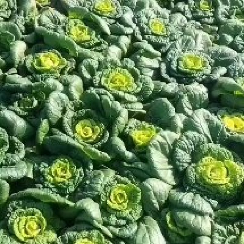 安徽怀远县乌塌菜！精品黄心菜大量上市！质量好！品质优！
