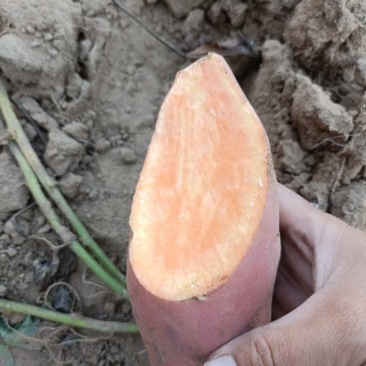 《基地直供》大量红薯上市，西瓜红，密薯