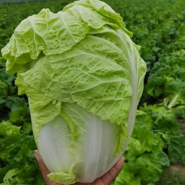 露天种植产地直发一首货源谯城小白菜3-4斤