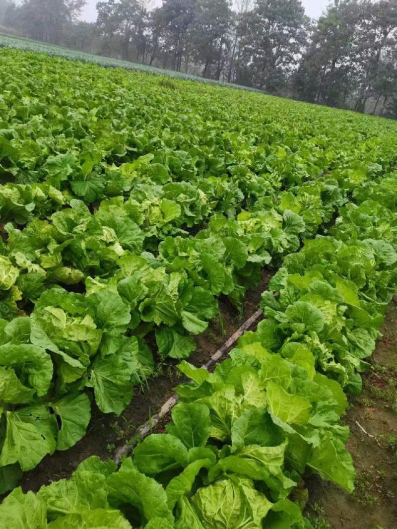 露天种植产地直发一首货源谯城小白菜3-4斤