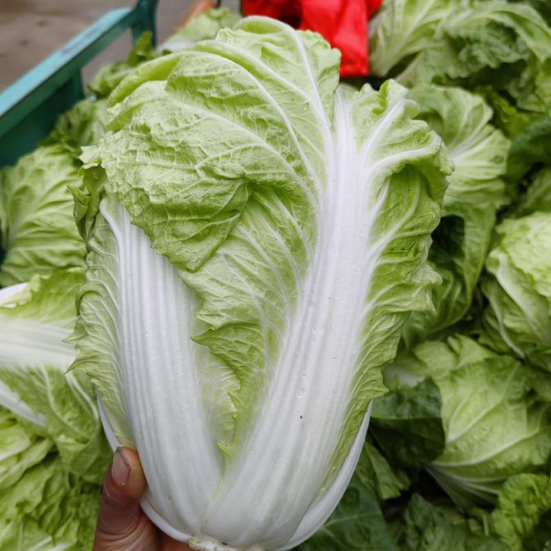 露天种植产地直发一首货源谯城小白菜3-4斤