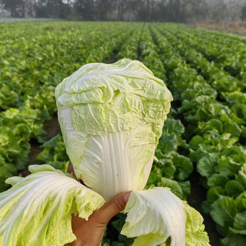 露天种植产地直发一首货源谯城小白菜3-4斤