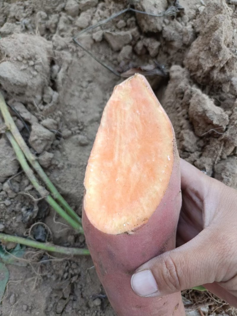 《基地直供》大量红薯上市，西瓜红，密薯