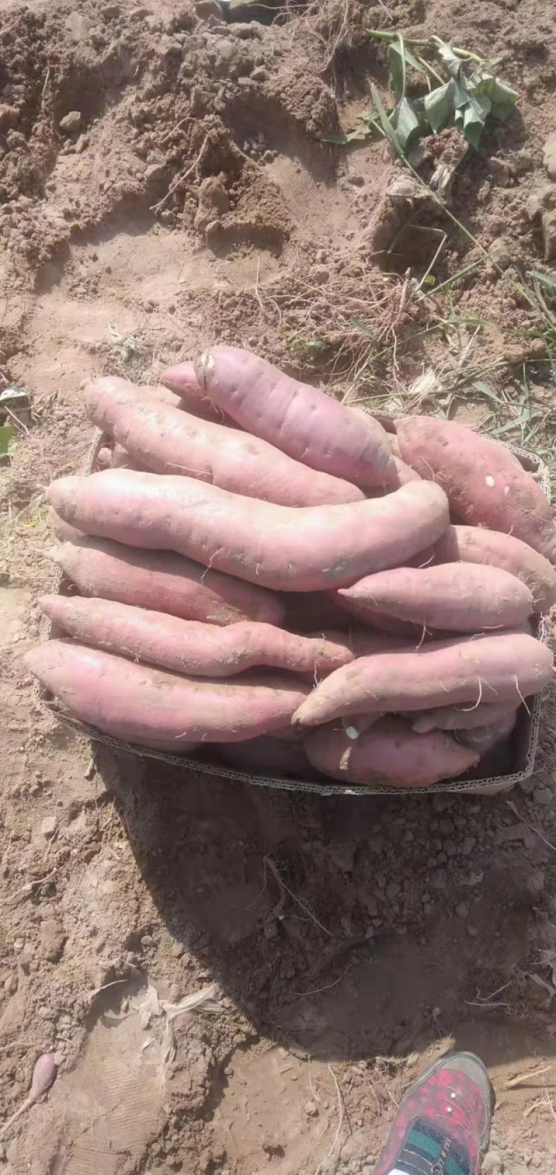 《基地直供》大量红薯上市，西瓜红，密薯