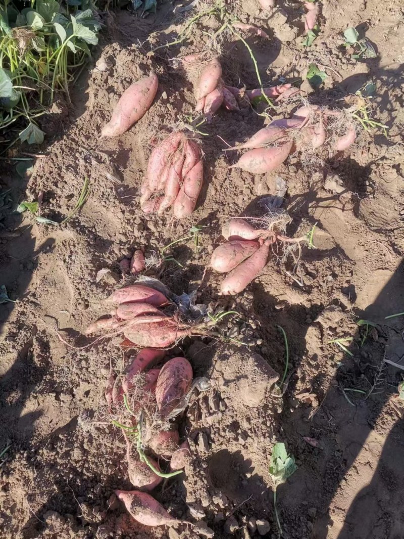《基地直供》大量红薯上市，西瓜红，密薯