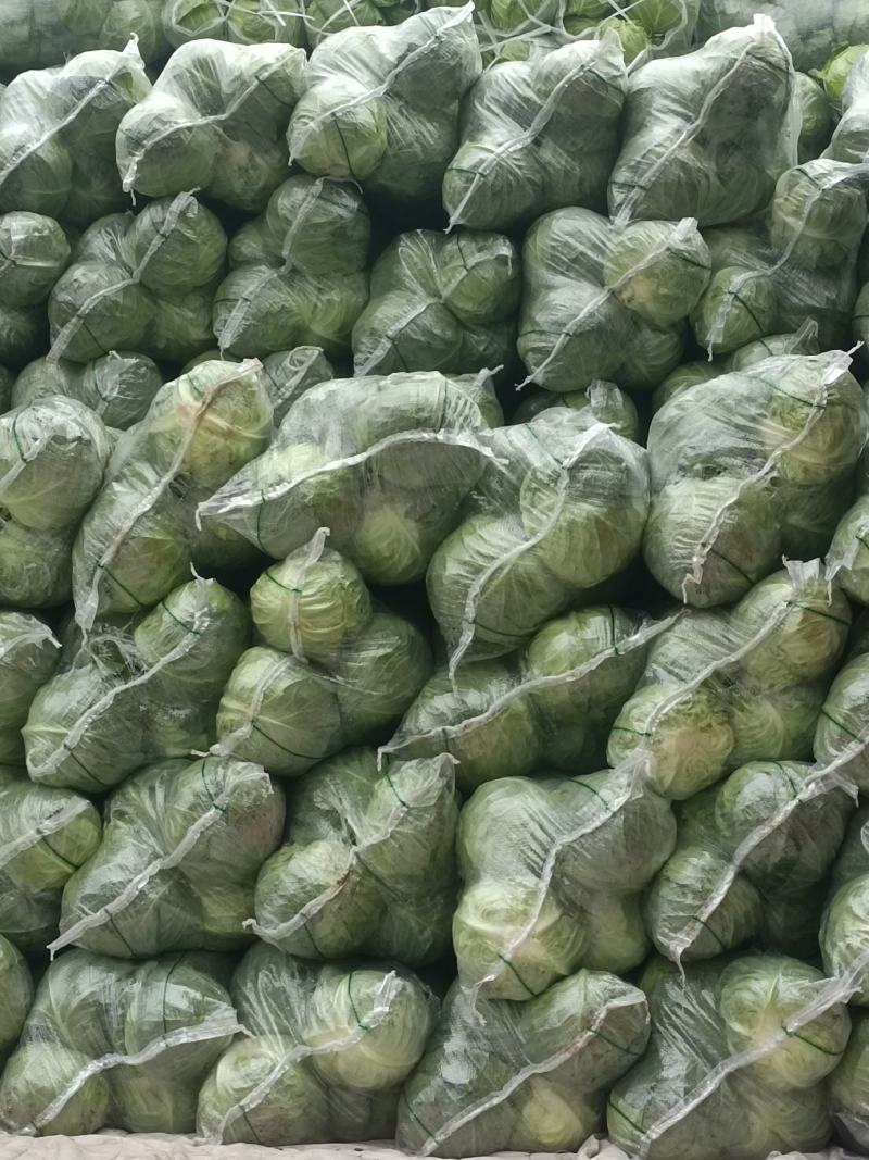 河南精品圆包菜甘蓝产地直发万亩规模价格优惠发全国市场商超