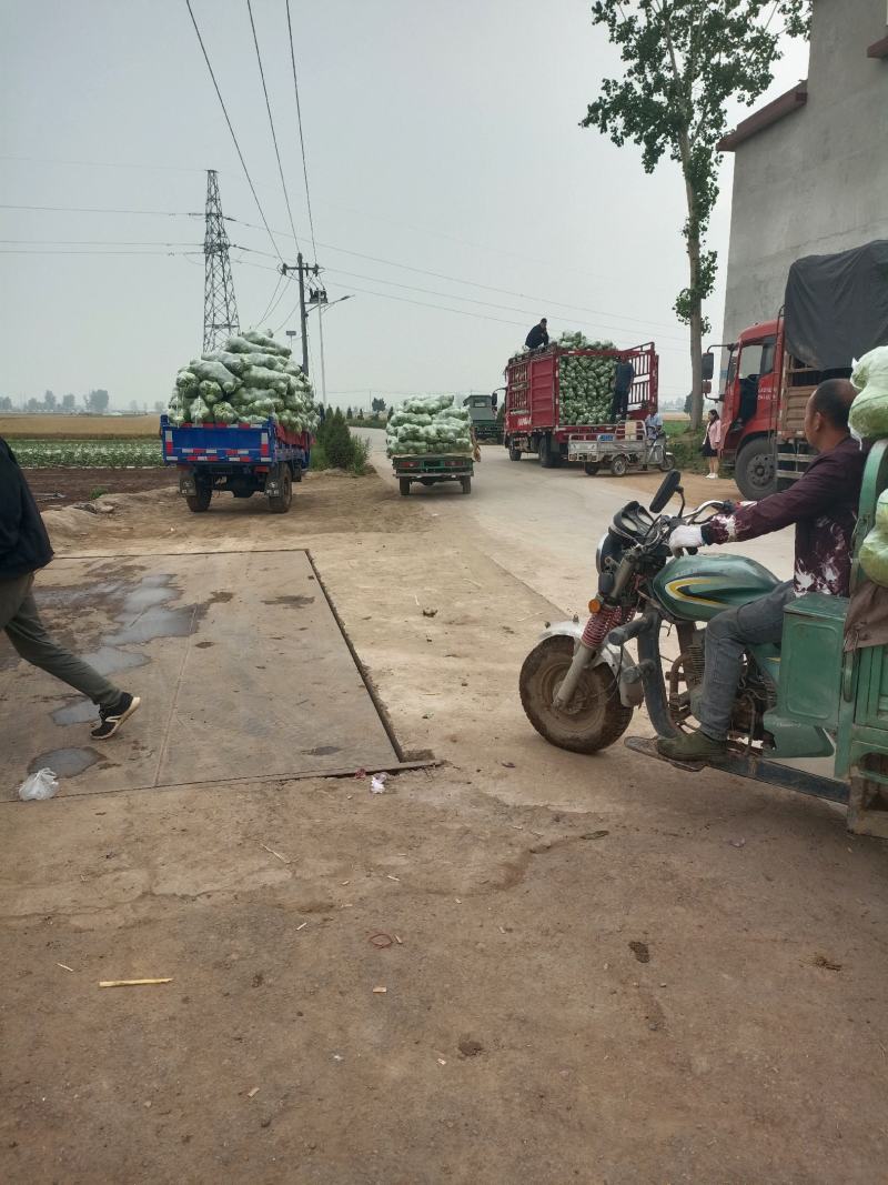 河南精品圆包菜甘蓝产地直发万亩规模价格优惠发全国市场商超