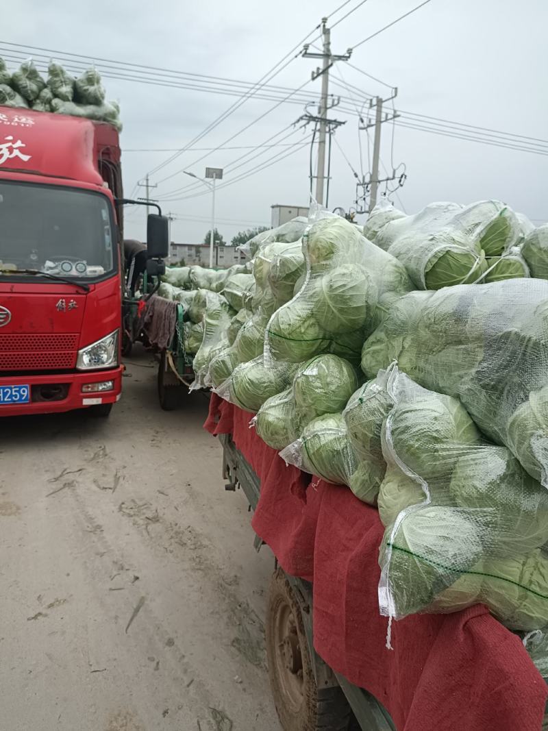 河南精品圆包菜甘蓝产地直发万亩规模价格优惠发全国市场商超