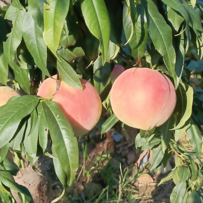 中华寿桃大量上市了