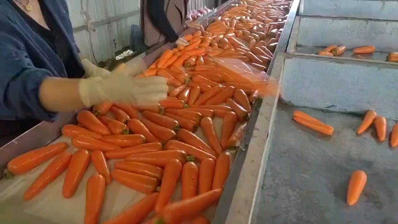 三红胡萝卜采收与分级包装现场照片
