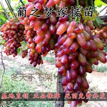 新品种葡之梦葡萄苗南北方种植嫁接无籽提子树苗盆栽地栽当年