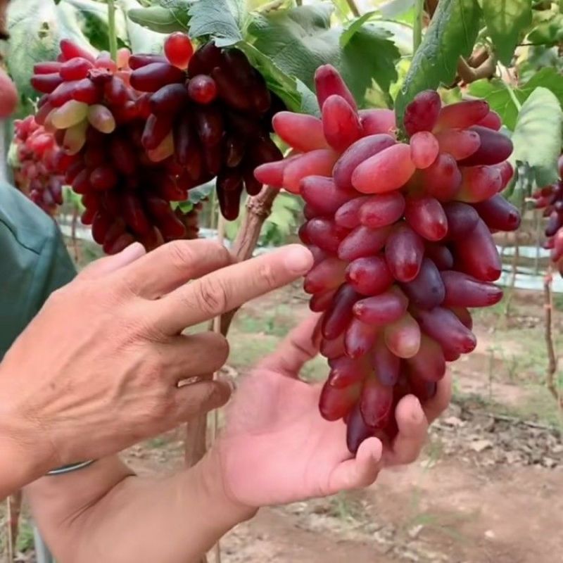 新品种葡之梦葡萄苗南北方种植嫁接无籽提子树苗盆栽地栽当年