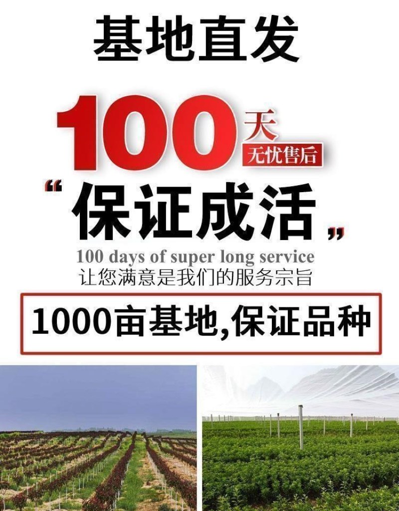 新品种葡之梦葡萄苗南北方种植嫁接无籽提子树苗盆栽地栽当年