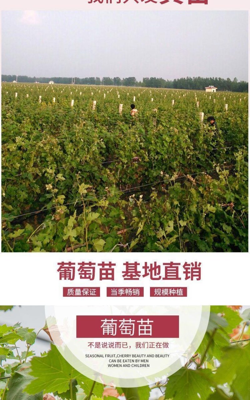 新品种葡之梦葡萄苗南北方种植嫁接无籽提子树苗盆栽地栽当年