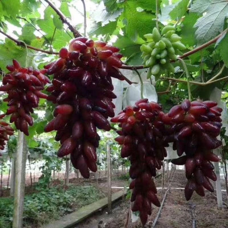 新品种葡之梦葡萄苗南北方种植嫁接无籽提子树苗盆栽地栽当年