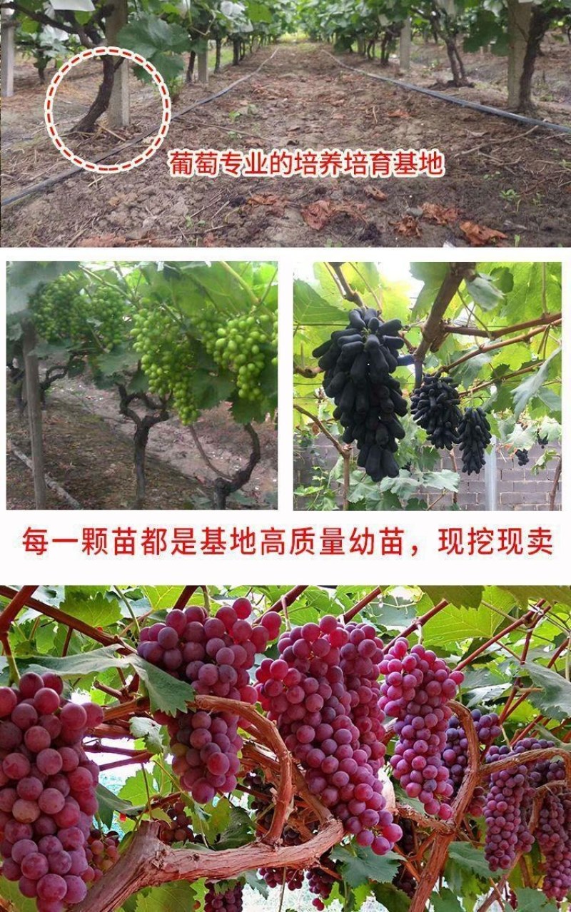 新品种葡之梦葡萄苗南北方种植嫁接无籽提子树苗盆栽地栽当年