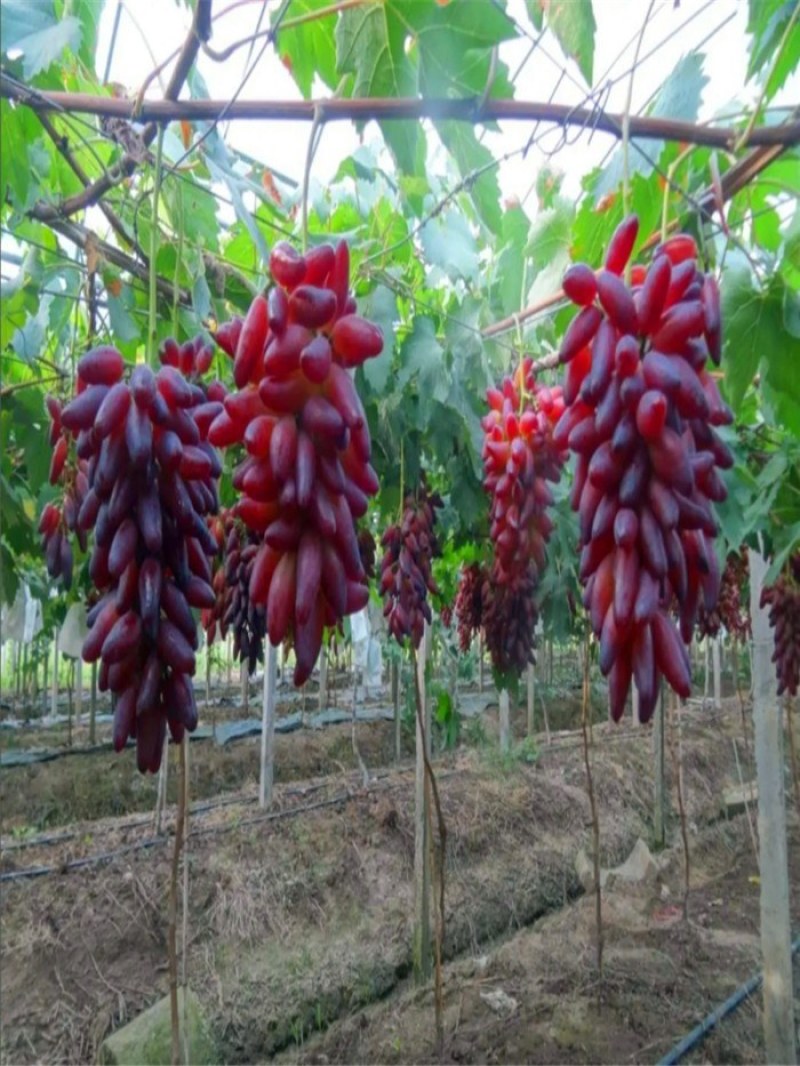 新品种葡之梦葡萄苗南北方种植嫁接无籽提子树苗盆栽地栽当年
