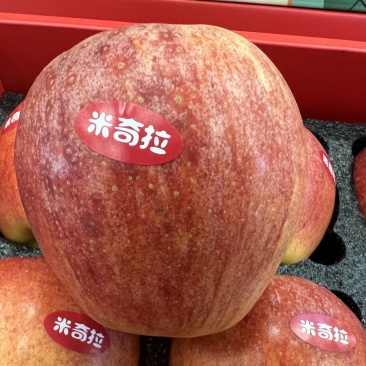 黑庄户大苹果