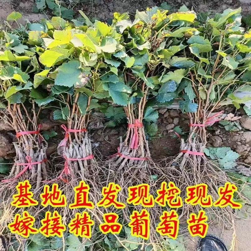 新品种葡萄苗紫甜无核(A17)葡萄苗晚熟苗南北方种