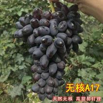 新品种葡萄苗紫甜无核(A17)葡萄苗晚熟苗南北方种