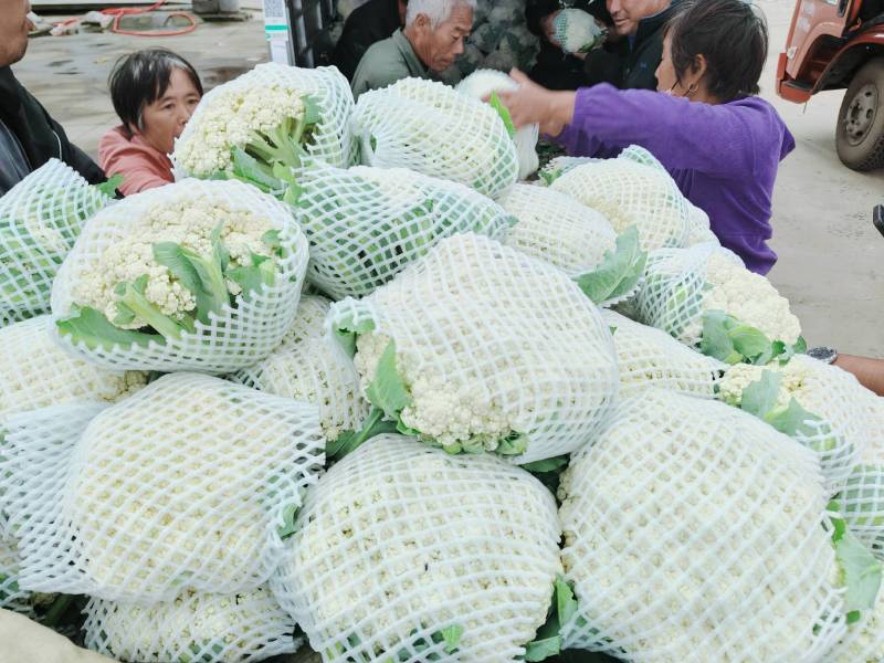 菜花