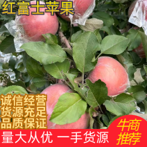 河北苹果精品红富士苹果，产地直供诚信经营实力代收