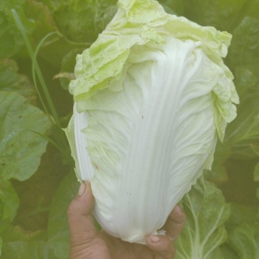精品五零菜