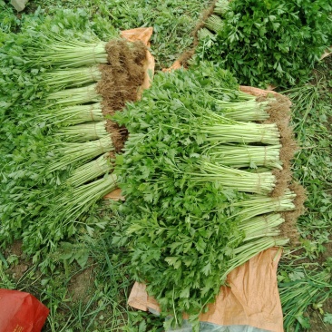 香芹菜